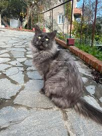 Maine coon adozione regoming