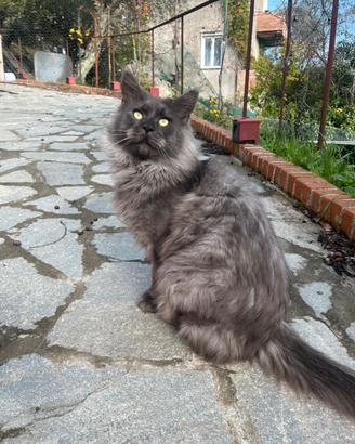 Maine coon adozione regoming