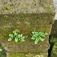 Tufo per giardino  11 pezzi