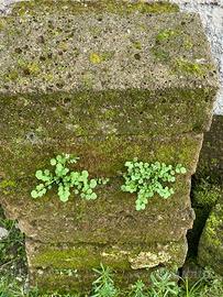 Tufo per giardino  11 pezzi