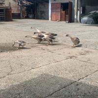 Oca Cignoide SOLO maschi