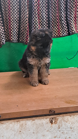 Cuccioli pastore tedesco pelo lungo