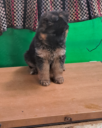 Cuccioli pastore tedesco pelo lungo