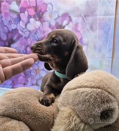 Bassotto nano kaninchen