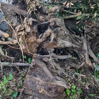 RADICE LEGNA CASTAGNO