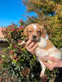 Cuccioli di Breton