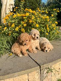 Maltipoo