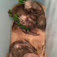 Disponibili Pulli di cenerino e pulli di ecletto