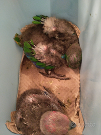 Disponibili Pulli di cenerino e pulli di ecletto