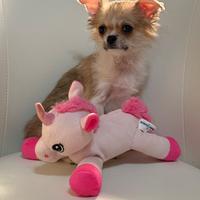 Chihuahua femmina pelo lungo pedigree Enci