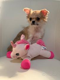 Chihuahua femmina pelo lungo pedigree Enci