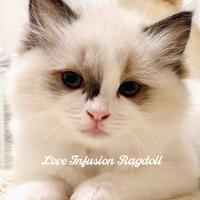 Cuccioli Ragdoll seal bicolor con Pedigree