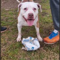 Molossino triste rimasto solo