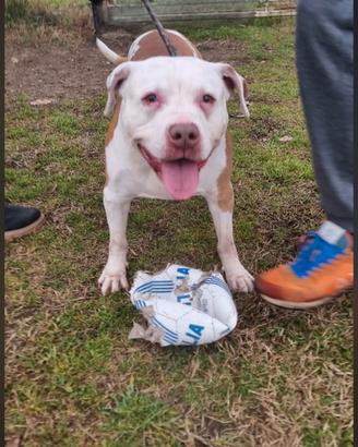 Molossino triste rimasto solo