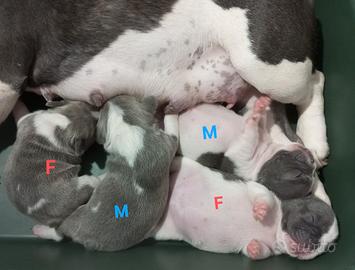 Cuccioli di bulldog francese