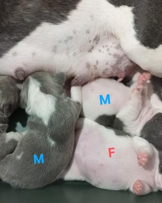 Cuccioli di bulldog francese