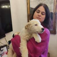 Cucciolo padre cane da montagna dei PIRENEI