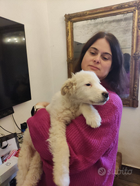 Cucciolo padre cane da montagna dei PIRENEI