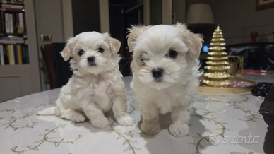 Cuccioli di maltese