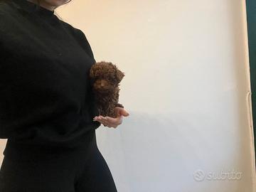 Barboncino mini mini toy red