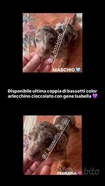 Bassotto