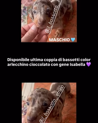 Bassotto