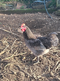 Galli riproduttori Australorp