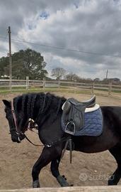 Cavallo Murgese