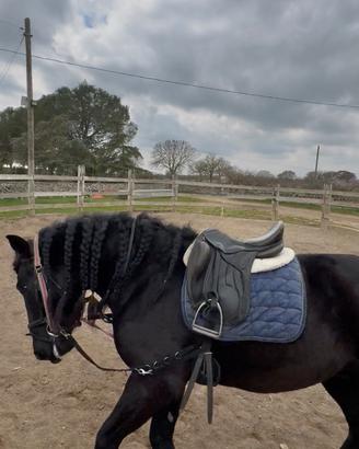 Cavallo Murgese