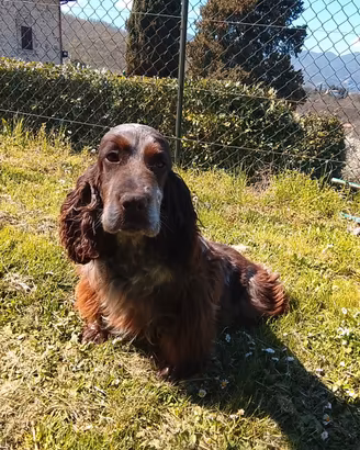 Cocker spaniel inglese