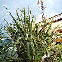 Pianta da giardino/ terrazza Phormium Tenax 