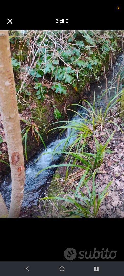 Terreno uliveto con casetta 15 Mila TRATTABILI - Vista 2