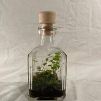 Terrario piante eterno