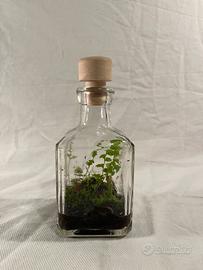 Terrario piante eterno