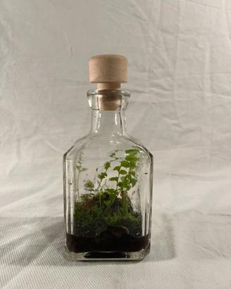 Terrario piante eterno