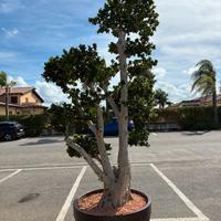 Bonsai Ficus Ginseng