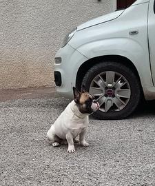 Bulldog francese maschio con pedigree enci disponi