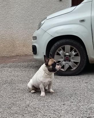Bulldog francese maschio con pedigree enci disponi