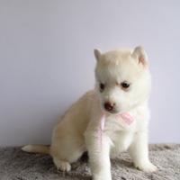 Siberian Husky con pedigree