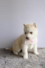 Siberian Husky con pedigree