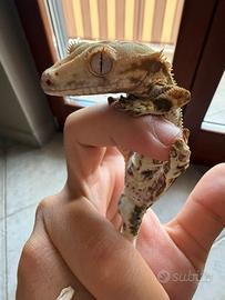 Geco ciliatus