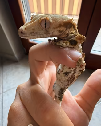 Geco ciliatus
