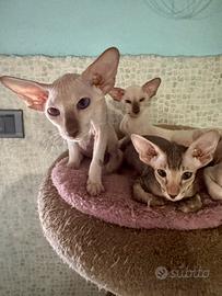 Gattine di razza Peterbald