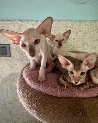 Gattine di razza Peterbald