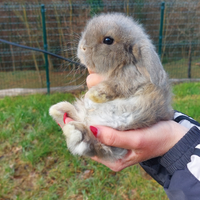 Coniglietto minilop fata perlata