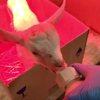 Caprette stagione 2026