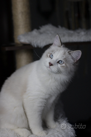 Cuccioli di gatto siberiano