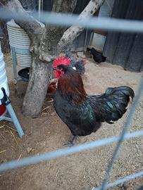 Gallo