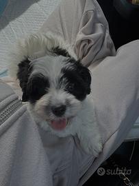 Maltipoo per accoppiamento
