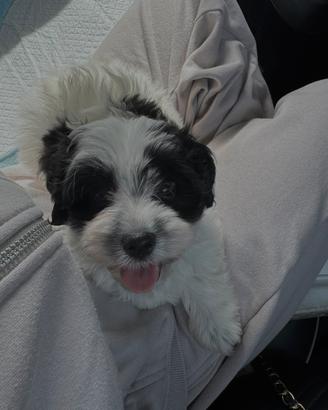 Maltipoo per accoppiamento